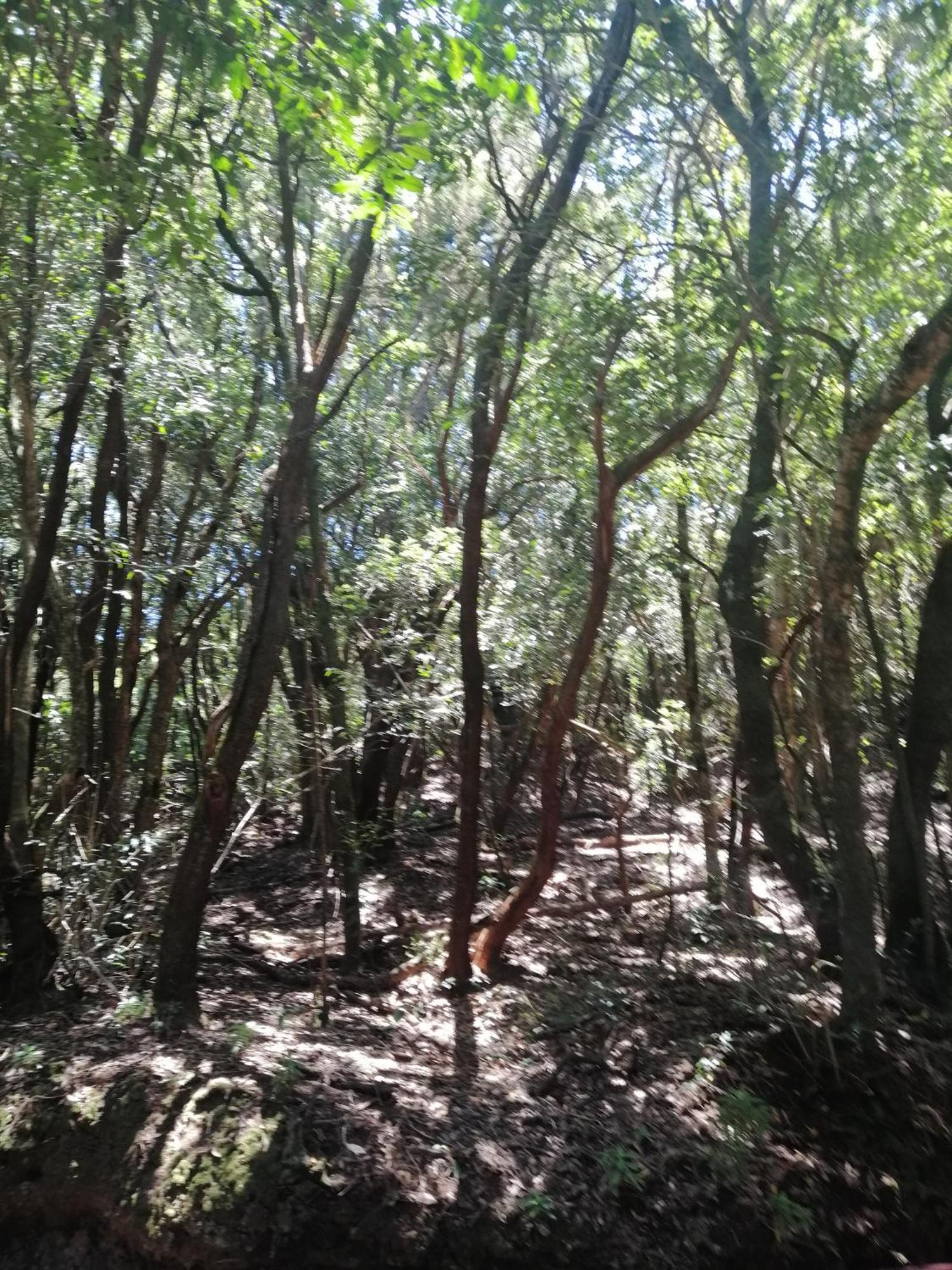 Anaga Y La Laguna A Tus Pies Santa Cruz de Tenerife Zewnętrze zdjęcie