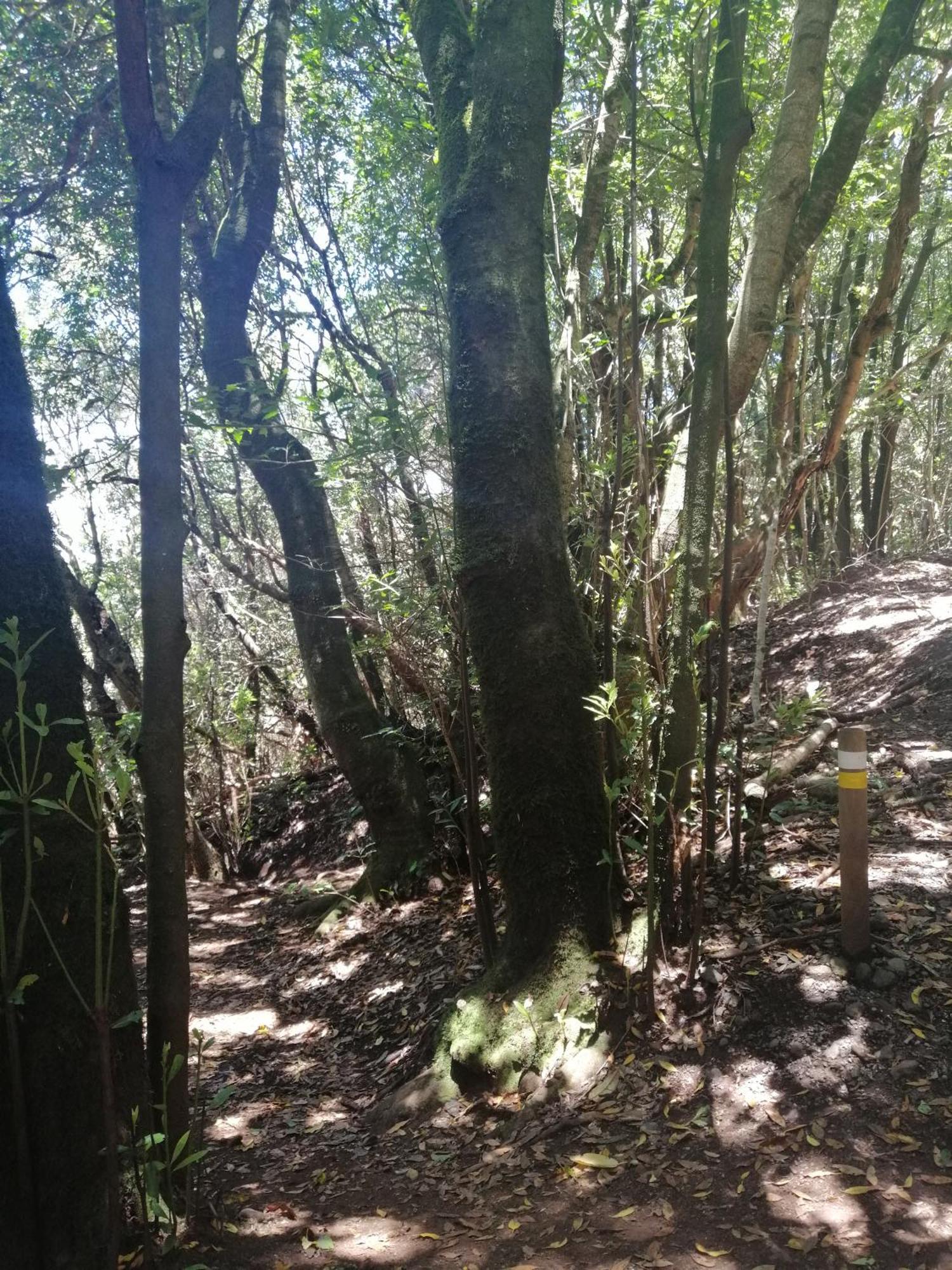 Anaga Y La Laguna A Tus Pies Santa Cruz de Tenerife Zewnętrze zdjęcie